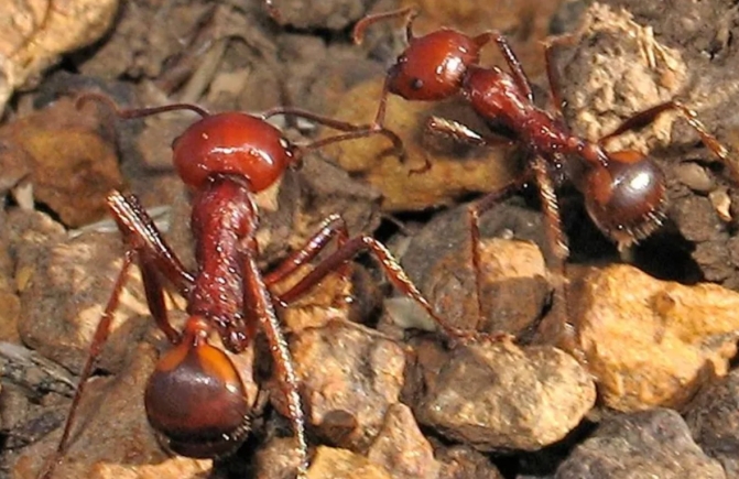 Giant African harvester ants - seen here in Kenya - are popular with hobby collectors around the world