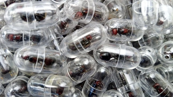 Some ants were recovered in test tubes while others were concealed in tissue paper rolls
