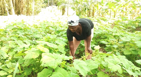 Akuaa Appiah, weeding around her okro plantation Akuaa Appiah, weeding around her okro plantation