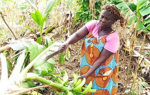 One of the rural women busily working on her plantain and coconut farm One of the rural women busily working on her plantain and coconut farm