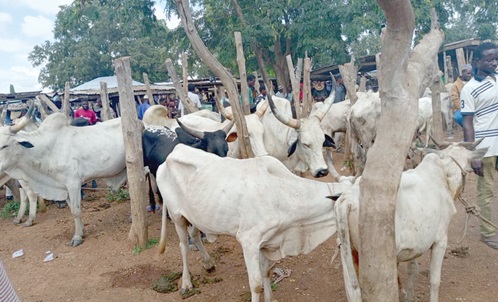 A cattle selling point at Aboabo in Tamale A cattle selling point at Aboabo in Tamale