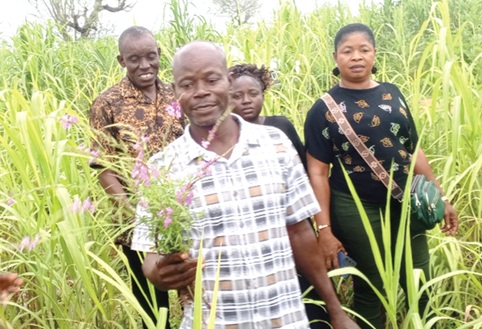 Witchweed threatens maize, millet and sorghum harvests in Upper East