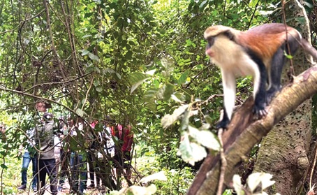 The skilful tree animals are ever ready to grab a banana from a visitor The skilful tree animals are ever ready to grab a banana from a visitor
