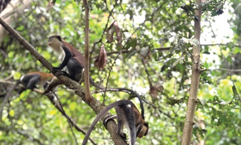 The monkeys display with grace in the branches The monkeys display with grace in the branches