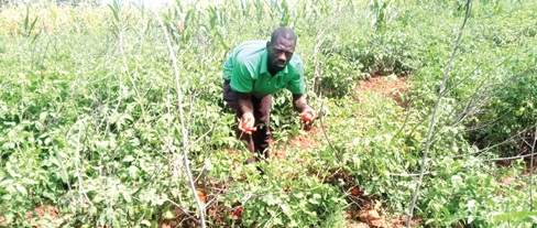 Mboleni Zoya, a tomato farmer,­ at his farm in Zanlerigu