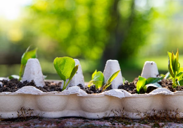 Six smart ways to reuse empty egg cartons
