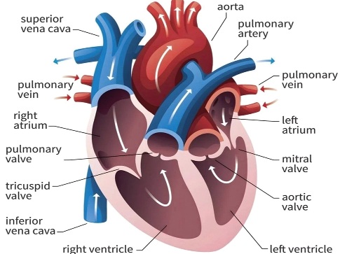 World Heart Day 2026: Heart failure does not begin with breathlessness