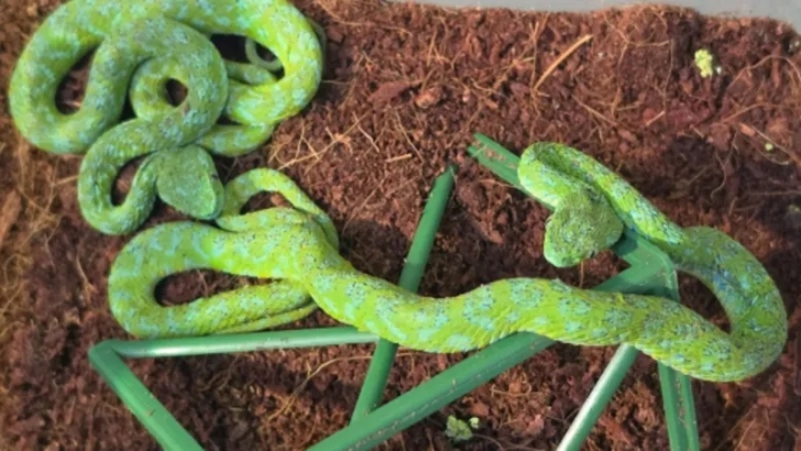 Not all the the snakes and lizards were alive, officials said