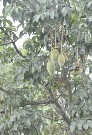 A baobab tree at HTU bearing fruits bountifully after only 27 month A baobab tree at HTU bearing fruits bountifully after only 27 month