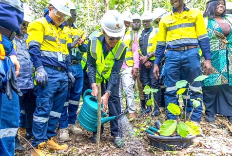 Dr Zanetor Agyeman-Rawlings, Minister of Environment, Science and Technology, planting a tree at the Akyem Mine Restoration Project by Zijin Golden Ridge Limited. Picture: ELVIS NII NOI DOWUONA 