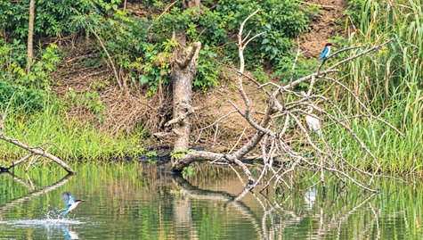 Legon Botanical Gardens: A haven for birdwatchers