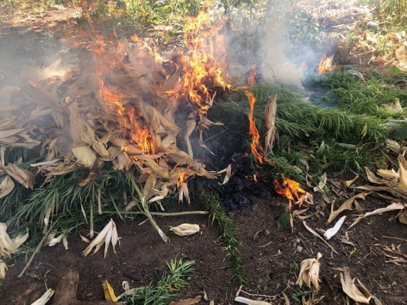 NACOC, Immigration destroy cannabis gardens in Nadowli District