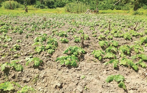 A struggling okro family in Berekum municipality A struggling okro family in Berekum municipality