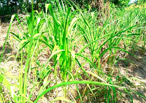 A maize farm affected by the dry spell. A maize farm affected by the dry spell.
