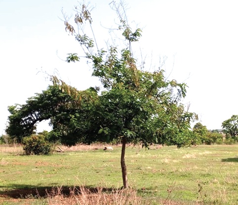 This is the only tree that survived at Kasog-Dabog, where over 444 seedlings were planted