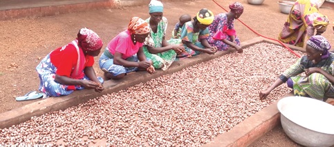 Some women working at the Tiyumtaba Shea Processing Factory Some women working at the Tiyumtaba Shea Processing Factory