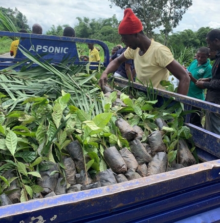 Coffee seedlings being loaded for distribution Coffee seedlings being loaded for distribution