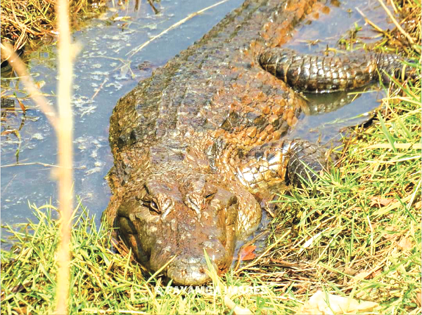 A crocodile in a small pool