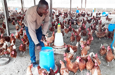 • A farmer attending to his birds at a poultry farm under the Rearing for Food and Jobs module