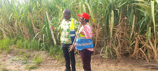 Mr Samuel Kofi Dzamesi,  CEO of the Bui Power Authority admiring the sugarcane plantation