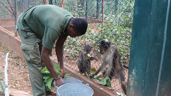 A worker feeding monkeys with variety of foods at the Achimota zoo