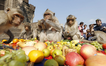 monkey taking variety of fruits