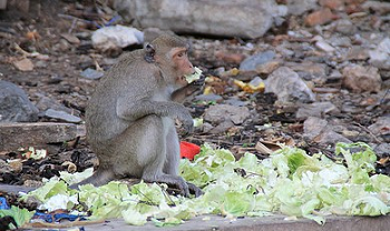 monkey taking variety of vegetables