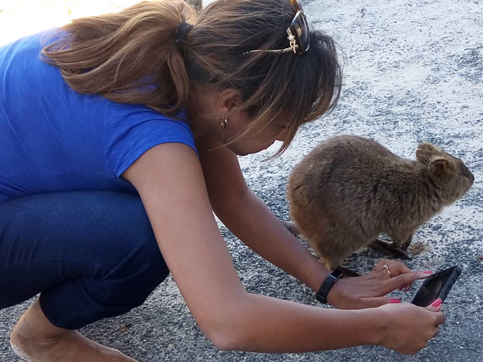 The Quokkas are friendly and will not run from humans 