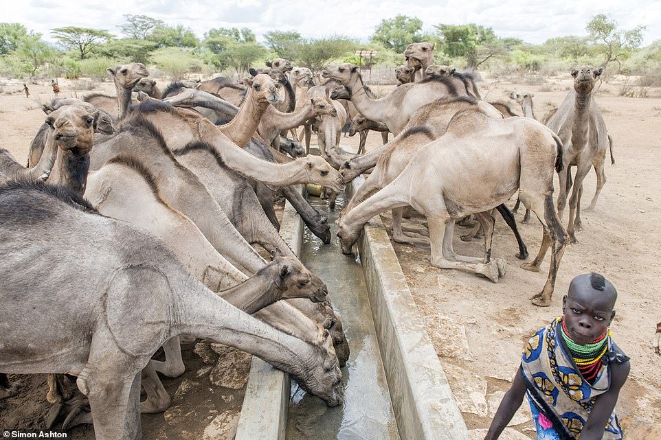 Camels formed an orderly line to drink from their new trough. Water is pumped from the solar-powered borehole into troughs for animals - big and small - after just two hours of bright sunshine. 'The effect of this project is quite clear, it’s absolutely amazing,' said SPANA Chief Executive Geoffrey Dennis Camels formed an orderly line to drink from their new trough. Water is pumped from the solar-powered borehole into troughs for animals - big and small - after just two hours of bright sunshine. 'The effect of this project is quite clear, it’s absolutely amazing,' said SPANA Chief Executive Geoffrey Dennis