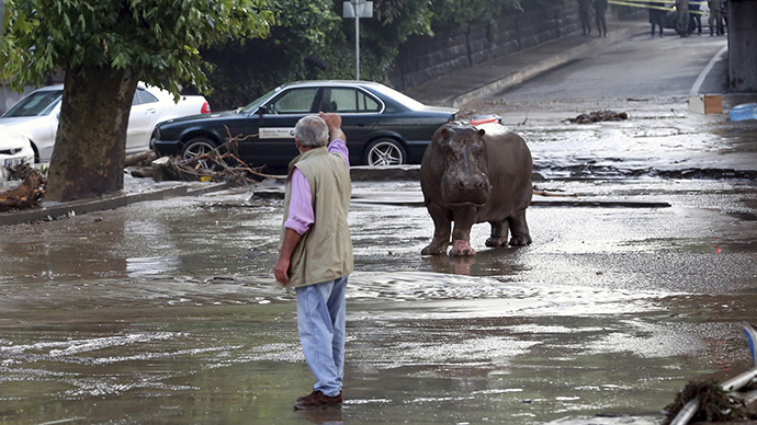 A man gestures to a hippopotamus at a flooded street in Tbilisi, Georgia, June 14, 2015 (Reuters / Beso Gulashvili)