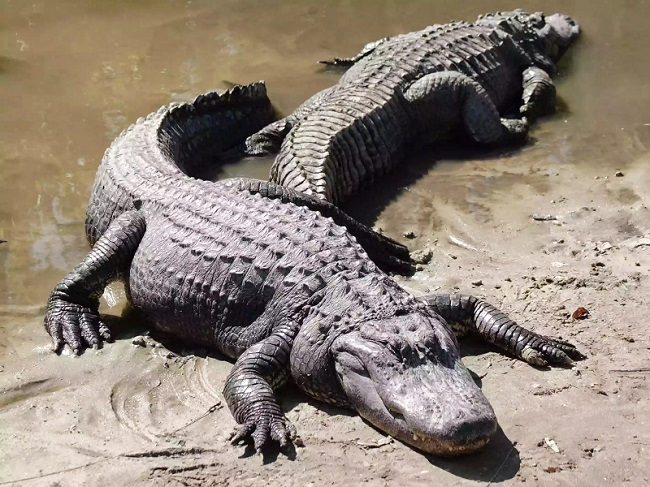 Alligator Alligator