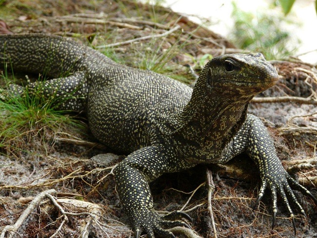 Monitor Lizard Monitor Lizard