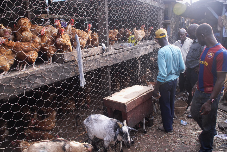 poultry