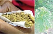 Marijuana leafs and farm