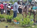 Some farmers busily picking some of the seedlings for planting