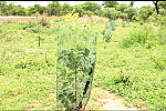 Trees planted in Tamale in the Savannah Region growing tall