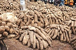 Ghana can earn more in yam if industrial property rights protection is explored