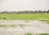 A flooded rice farm at Afife