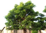 Some of the neem trees