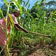 Gender inequalities: A web of poverty for African women farmers