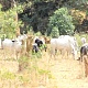  A herd of cattle grazing in a farm in the Wenchi Municipality