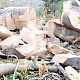  The 500-year-old baobab tree pulled down and chopped by the land guards in the medicinal garden.