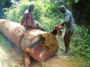Illegal chainsaw operators in Ghana
