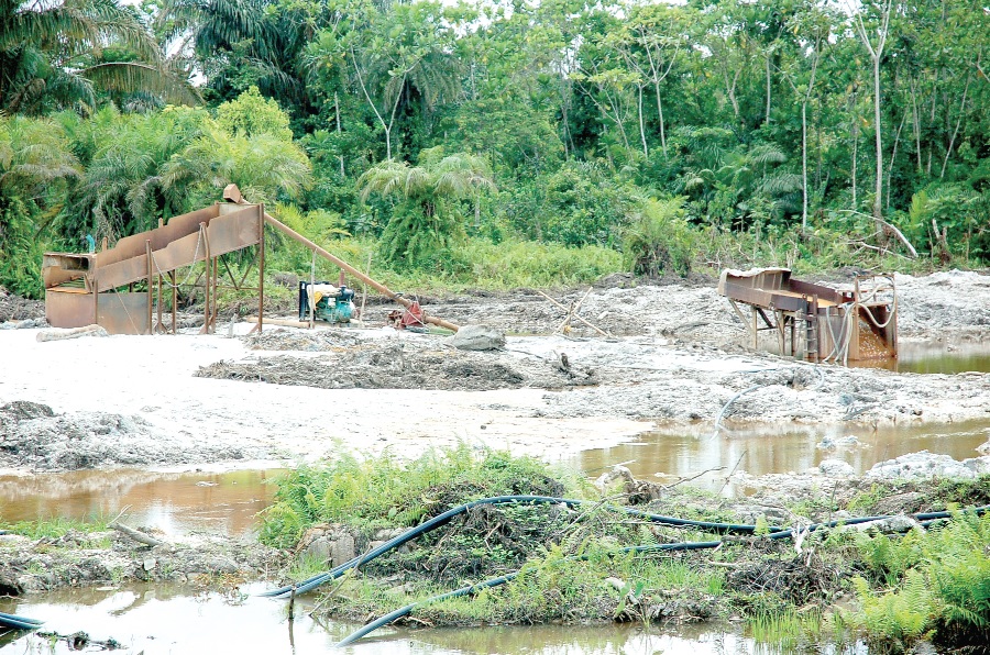 A cocoa farm near River Awusu totally destroyed by the miners.