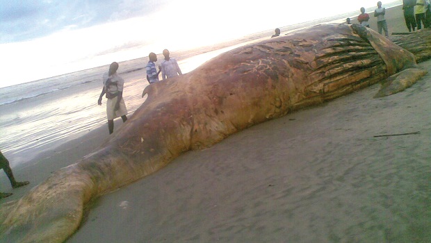 The body of a whale washed ashore in Takoradi 