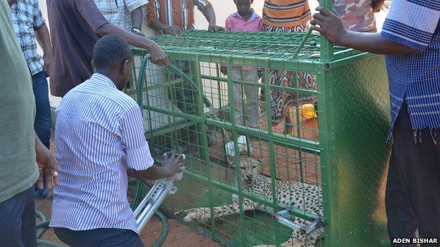 People looked on as one of the cheetahs was put in a cage and given water