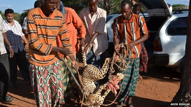 The cheetahs were chased at a time they usually like to rest