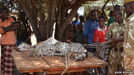 The captured cheetahs are now in the hands of the Kenya Wildlife Service