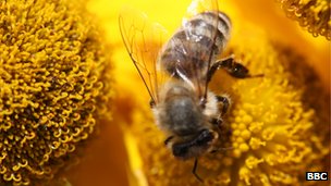 Honeybees are vital for pollinating crops - a job that would be very costly without them