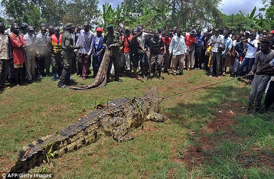 Handful: The powerful beast measured 18ft long and weighed approximately a tonne. It is thought to be over 80-year-old